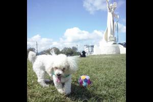 Miniatura publicación